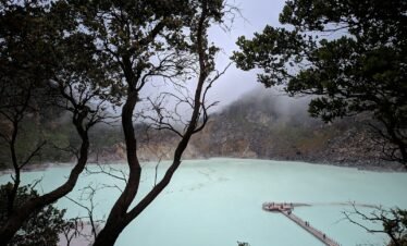 green trees on foggy weather