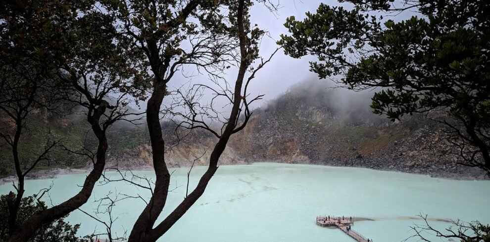 green trees on foggy weather
