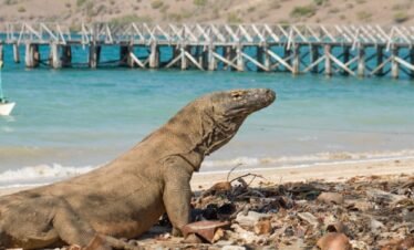 A large lizard sitting on top of a sandy beach
