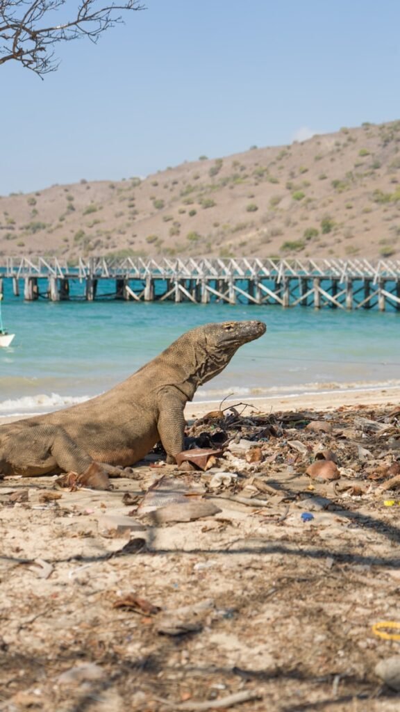 A large lizard sitting on top of a sandy beach
