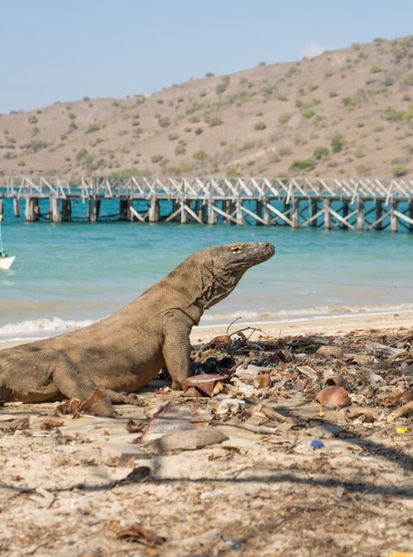 A large lizard sitting on top of a sandy beach
