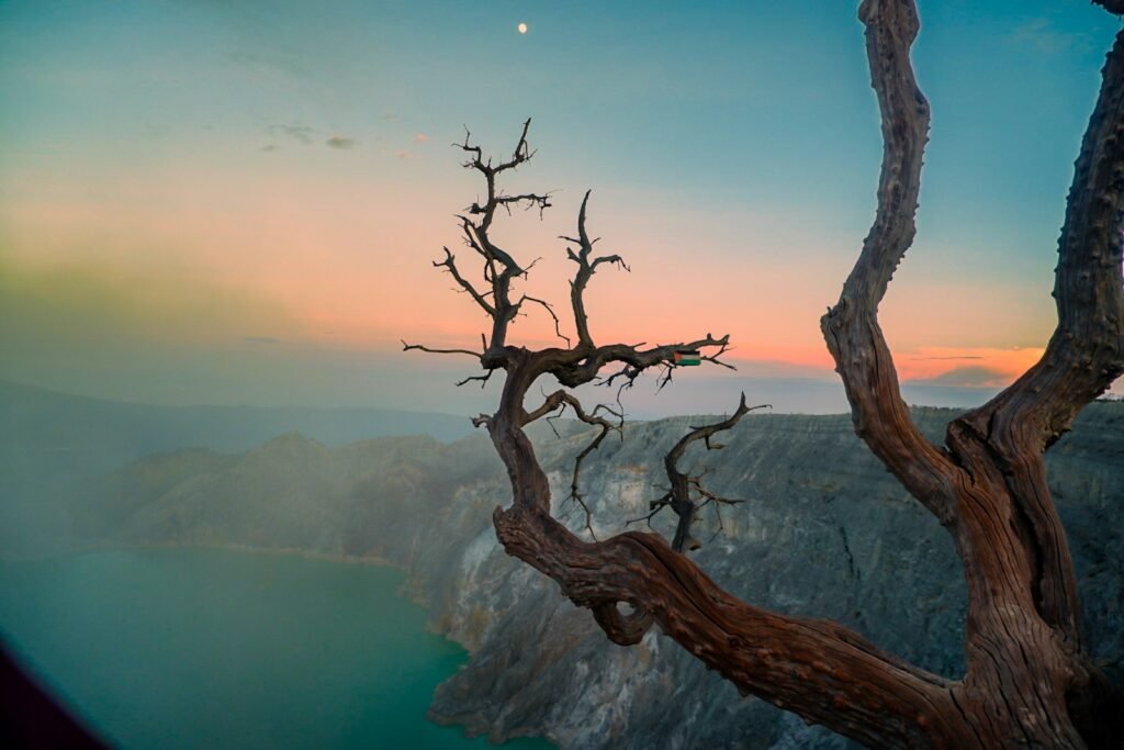 A dead tree with a moon in the background