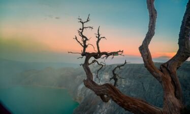 A dead tree with a moon in the background